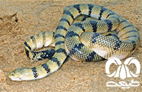 گونه مار دریایی زرد Yellow Sea Snake